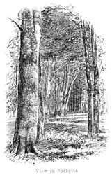 Ansicht in Puckpits Wood